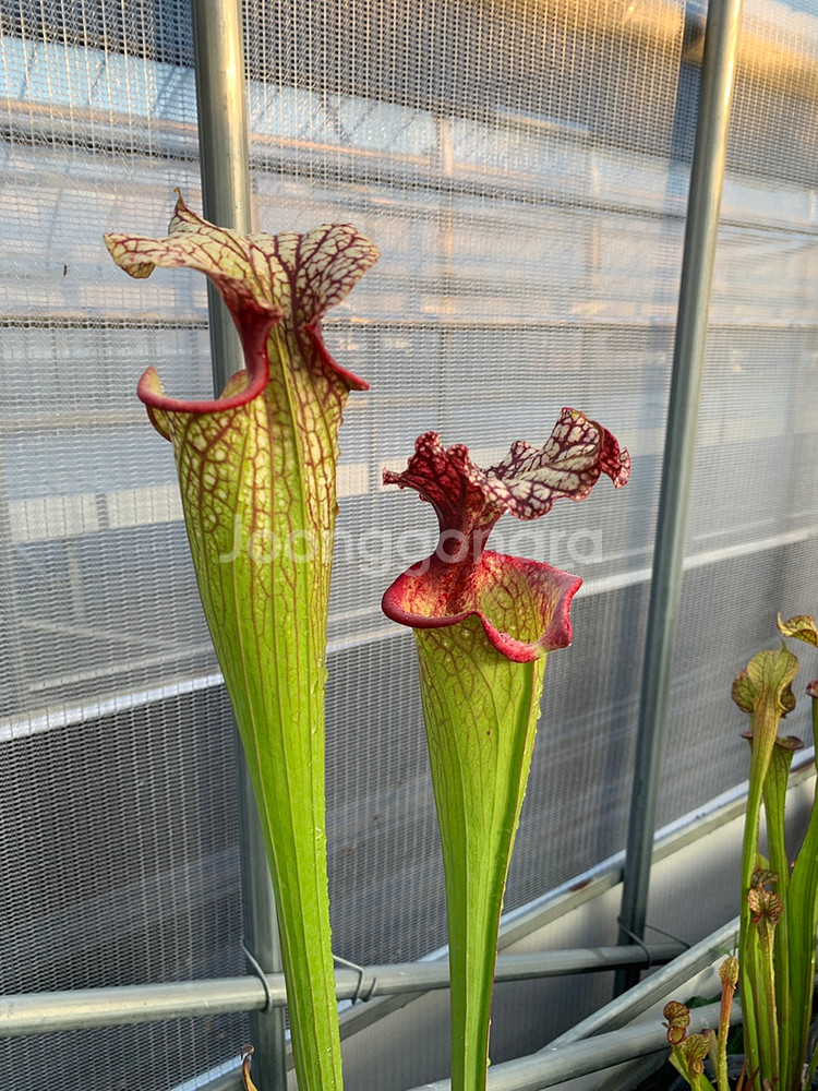 식충식물 사라세니아 판매합니다--9