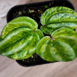 페페로미아 스타푸르트 아우레아 바리 Peperomia starfruit aurea variegata (수박페페)