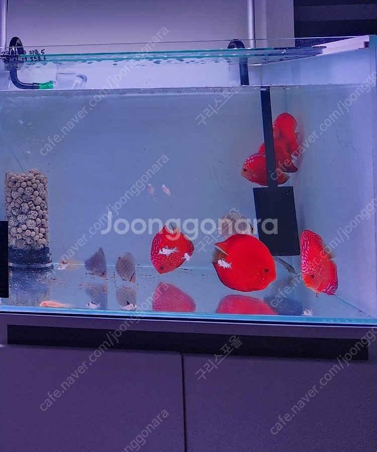(대구 경북) 2자광폭 어항 하이그로시 풀세트--0