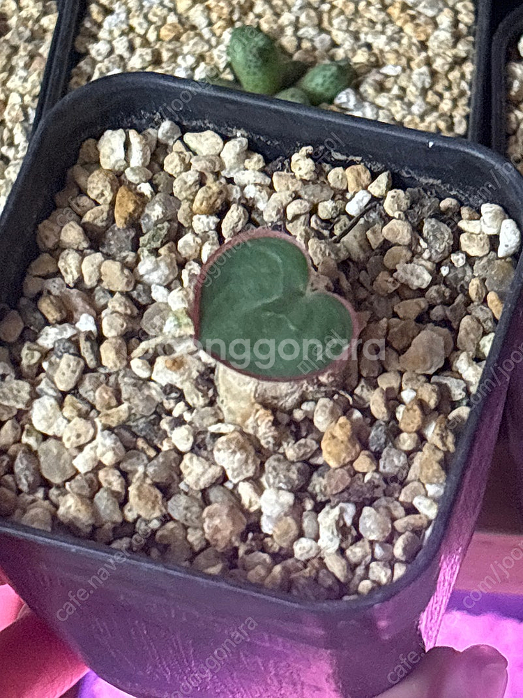 구근식물 아프리카 식물 좋아하시는 분 ( 알 부카, 오소나, 오니소갈륨, 에리오스퍼뭄, 불바인, 텔레코돈) 리톱스 ...--0