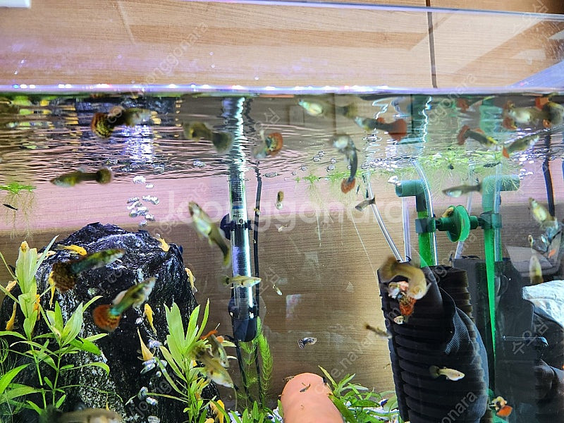 막구피/부산 남구--0