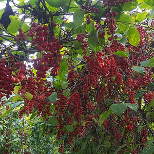 오미자청(오미자 원액) 저렴하게 직거래 판매 합니다.