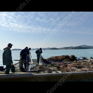 6개월사용 고라니망 울타리망 해태망 2.2M X 43M 택배포함 3개에 38,000원 입니다