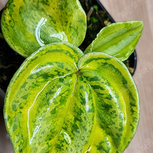 페페로미아 스타푸르트 아우레아 바리 Peperomia