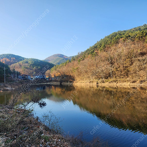 삽니다) 론진 섹터다이얼 구매합니다.