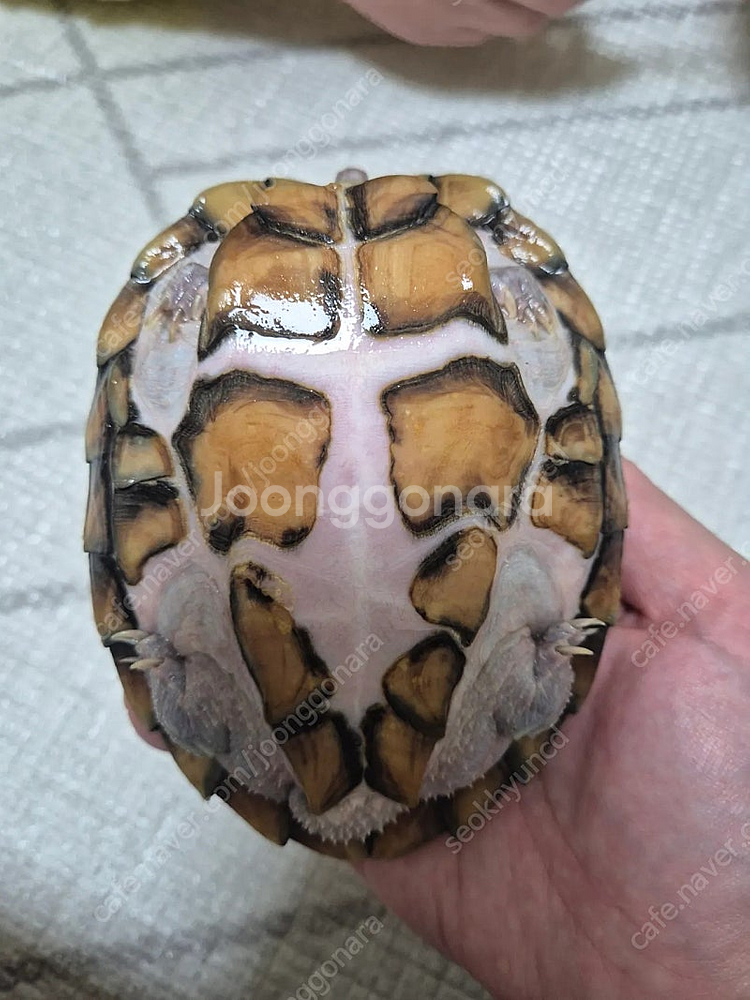 (서울시 강북구)레이저백 거북이 2마리--1