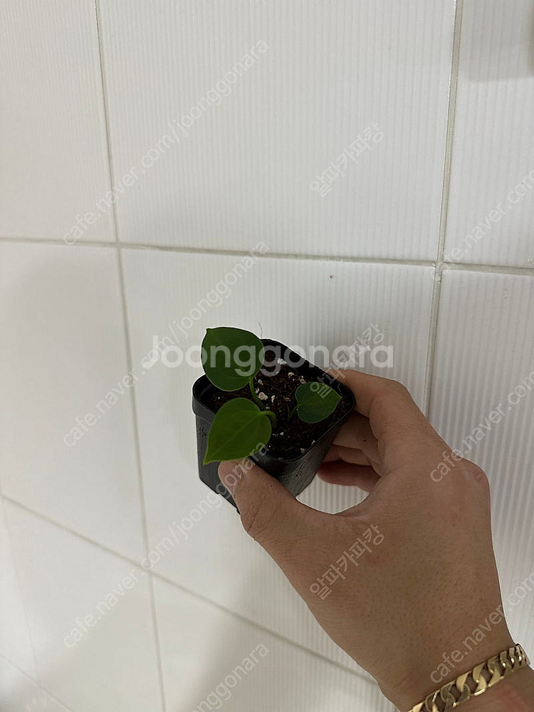 안스리움 에오스x퍼플파필--0