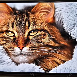 LG 27GS95QE OLED 판매