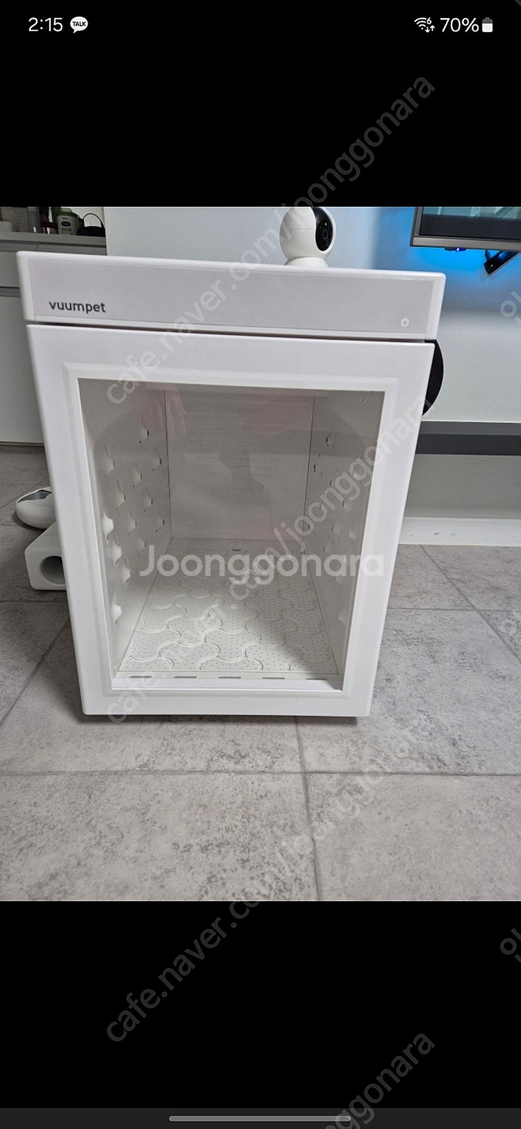 붐펫 단델리온--0