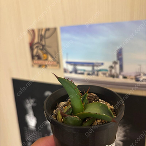 Agave titanota spade 자구 아가베 스페이드