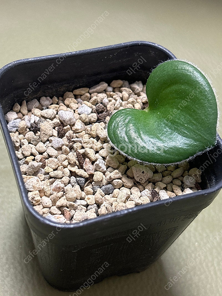 구근식물 아프리카 식물 좋아하시는 분 ( 알 부카, 오소나, 오니소갈륨, 에리오스퍼뭄, 불바인, 텔레코돈) 리톱스 ...--1