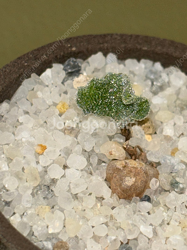 구근식물 아프리카 식물 좋아하시는 분 ( 알 부카, 오소나, 오니소갈륨, 에리오스퍼뭄, 불바인, 텔레코돈) 리톱스 ...--2