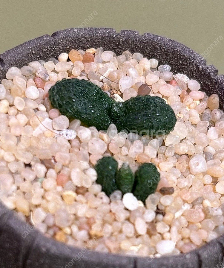 구근식물 아프리카 식물 좋아하시는 분 ( 알 부카, 오소나, 오니소갈륨, 에리오스퍼뭄, 불바인, 텔레코돈) 리톱스 ...--3