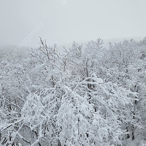 웰리힐리 리조트 콘도, 리프트, 장비렌탈 패키지 팝니다.