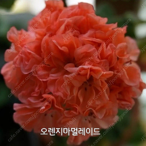 제라늄 오렌지마멀레이드