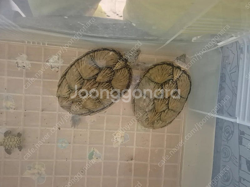 (서울시 강북구)레이저백 거북이 2마리--4