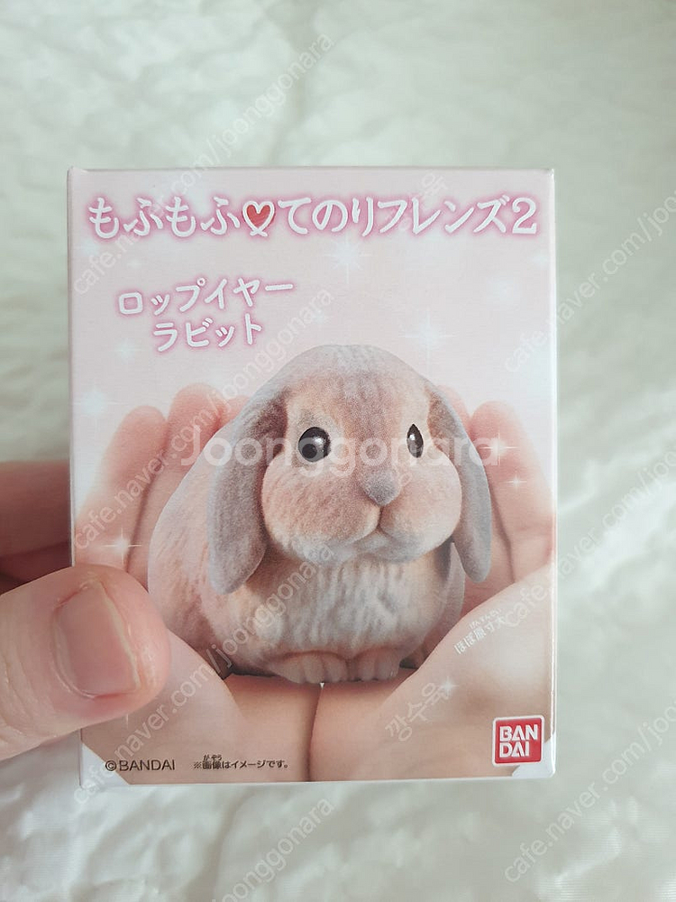 테노리프렌즈 롭이어토끼 미개봉--0