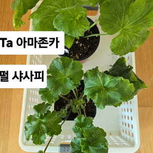 제라늄 타아마존카. 펄 샤 사피