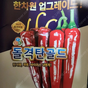 사카다 돌격탄골드 고추씨 팝니다