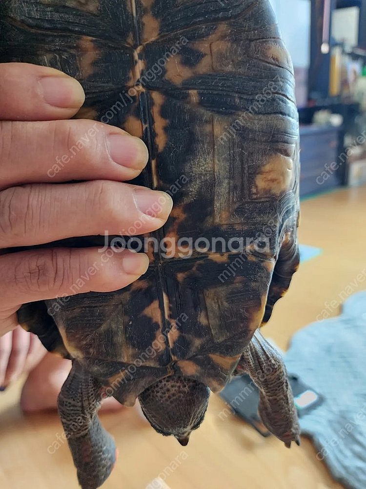 체리헤드레드풋거북이--1