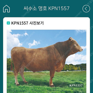 kpn1557구합니다.