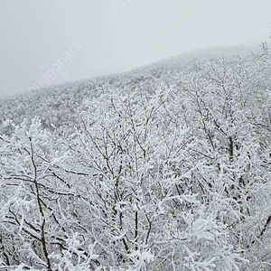 용평리프트 주간권 및 장비렌탈권 팝니다.