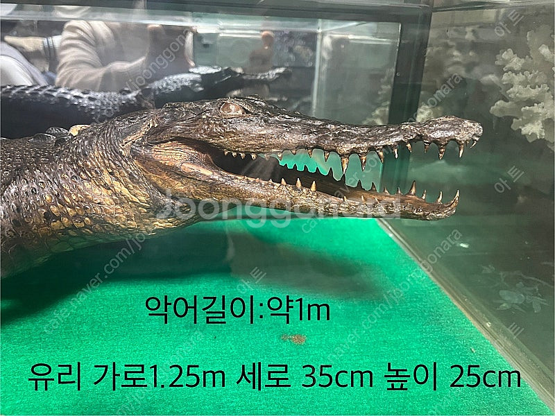 악어 박제 모형--0