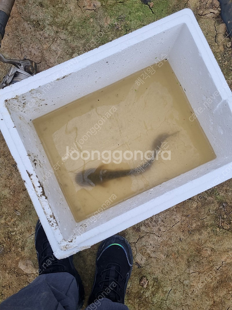 메기팝니다--0