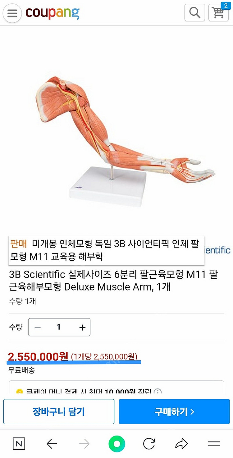 미개봉 인체모형 독일3B 사이언티픽 인체 팔모형 M11...--1