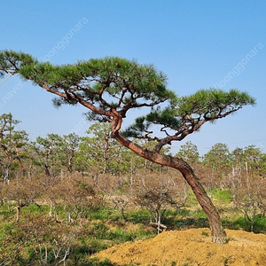 전원주택조경용 소나무 정원용 가부리소나무판매합니다.