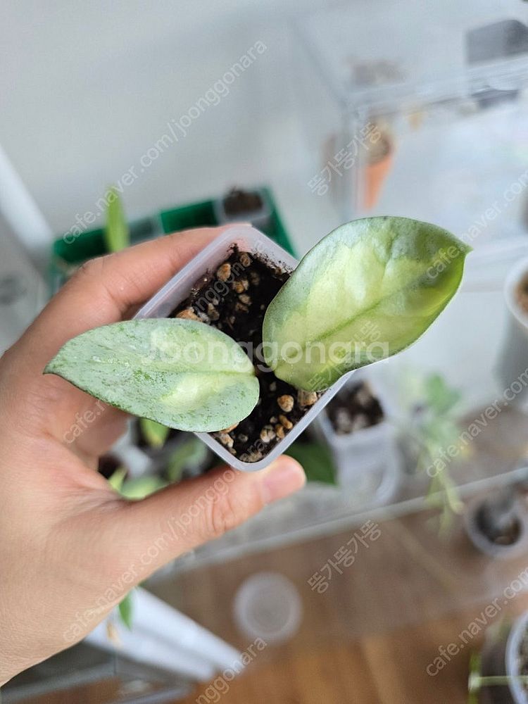 호야 아르젠티아 프린세스--0