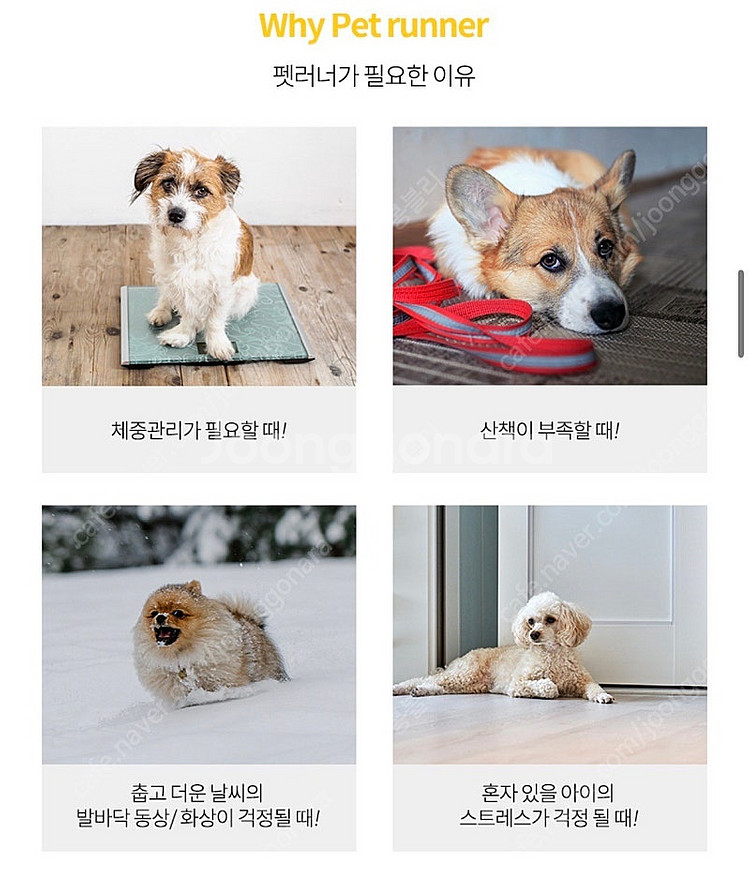 나인닷 강아지 런닝머신--4