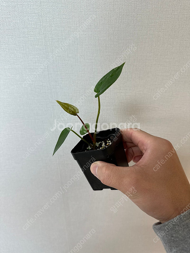 안스리움 에오스x파필퍼플--0