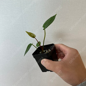 안스리움 에오스x파필퍼플