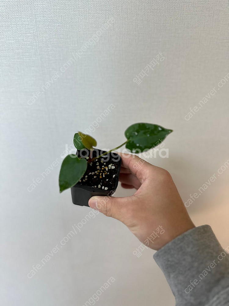안스리움 에오스x파필퍼플--1