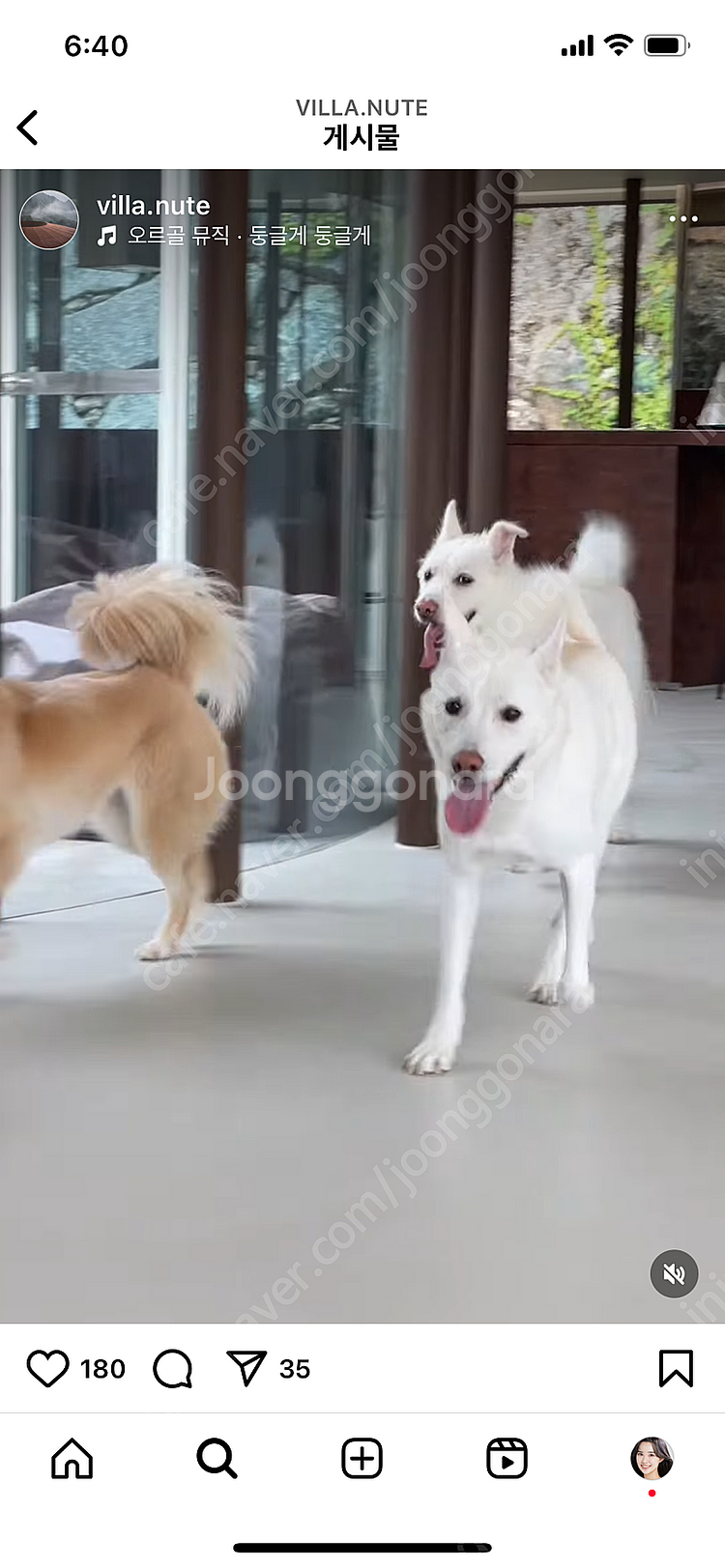 애견동반숙소 빌라누트 가평--0