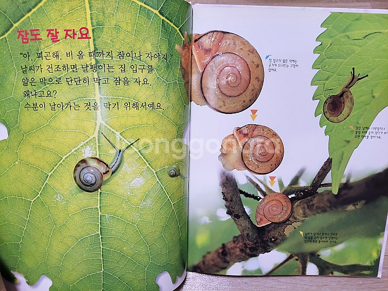 [자연관찰] 동화로엮은 자연세상 자연탐구 과학전집 60...--4