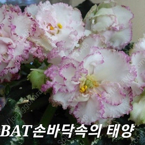 러시아 바이올렛 BAT손바닥속의 태양(제라늄 x)