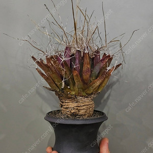 광산 (아프리카식물/코덱스)