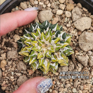 흑목단금 (아프리카식물/코덱스)