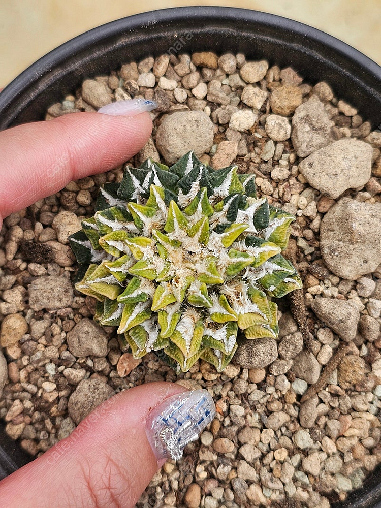 흑목단금 (아프리카식물/코덱스)--1