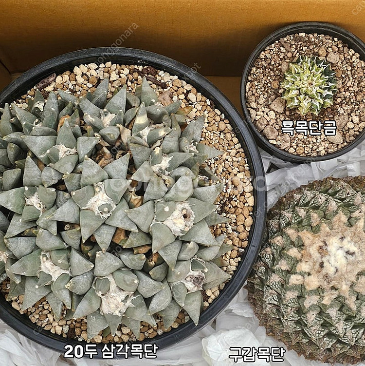 흑목단금 (아프리카식물/코덱스)--2