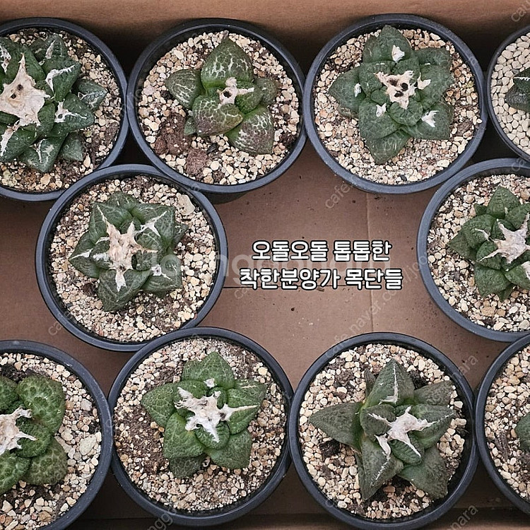 흑목단금 (아프리카식물/코덱스)--3