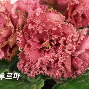 러시아바이올렛 AB후르마(제라늄 x)