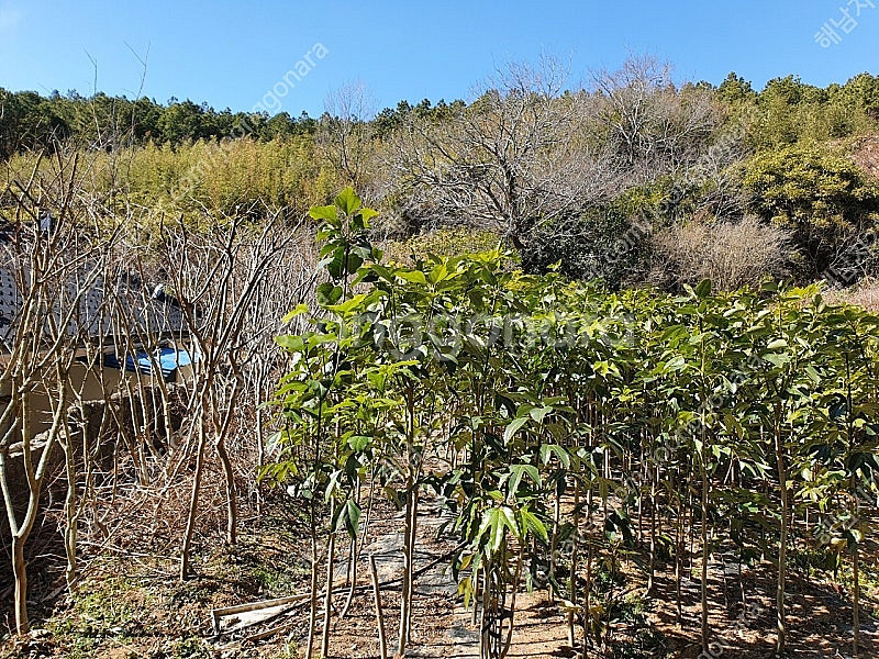 전남 해남의 황칠나무(건조 포함), 동백나무, 백일홍,...--0
