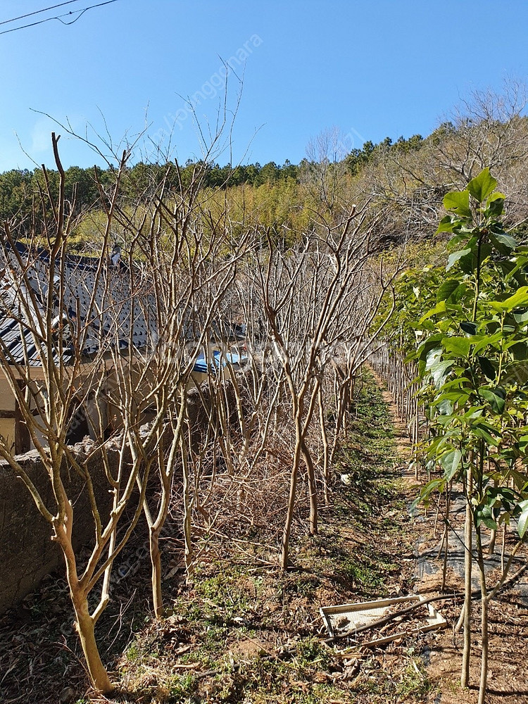 전남 해남의 황칠나무(건조 포함), 동백나무, 백일홍,...--4