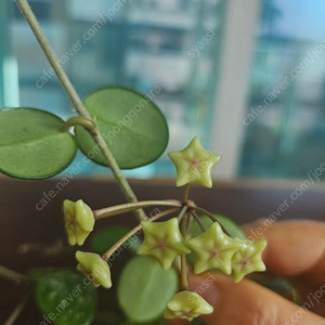 마틸드 스플레쉬 호야
