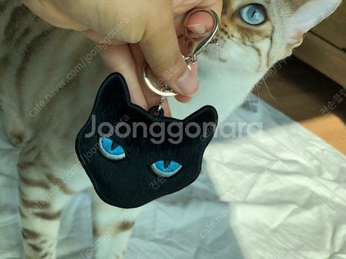 송지오옴므 지제로 키링, 쿠션, 러그 삽니다--0