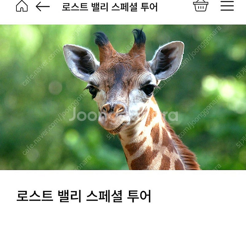 2월8일 로스트밸리스폐셜투어 구합니다!!!--0