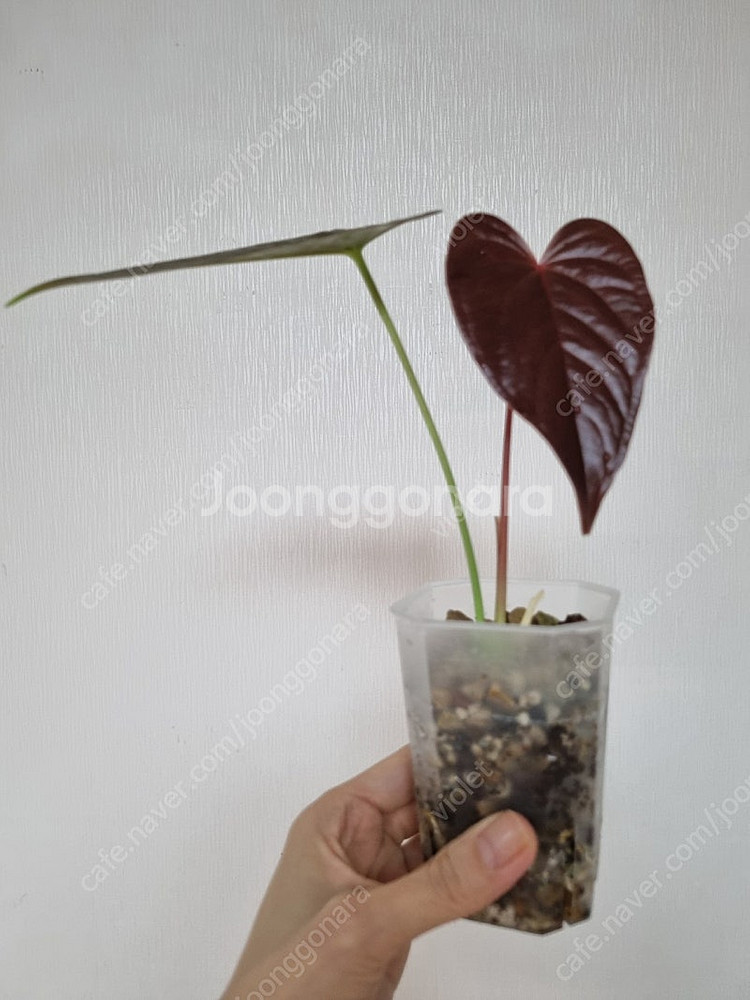 안스리움 무데아넘--0